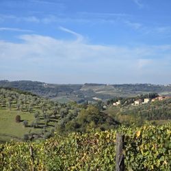 Villa Le Corti - The vineyard