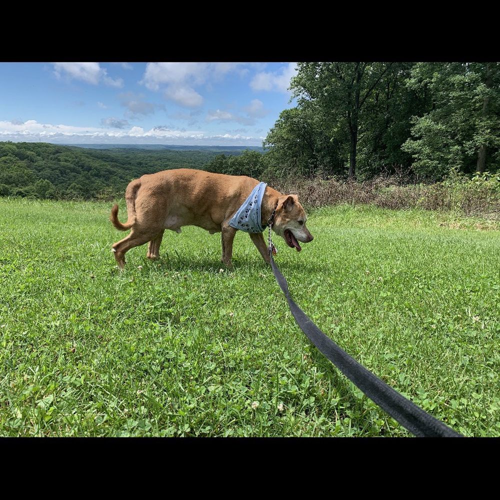 Brown County State Park - My elderly Pittbull enjoying our vac from Illinois.. (he's 15yrs old ) - Hiking Near Me - Nashville, Indiana Brown County State Park - My elderly Pittbull enjoying our vac from Illinois.. (he's 15yrs old ) - Hiking Near Me - Nashville, Indiana