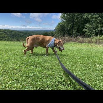 Brown County State Park - My elderly Pittbull enjoying our vac from Illinois.. (he's 15yrs old ) - Hiking Near Me - Nashville, Indiana Brown County State Park - My elderly Pittbull enjoying our vac from Illinois.. (he's 15yrs old ) - Hiking Near Me - Nashville, Indiana