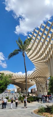 Setas de Sevilla by null