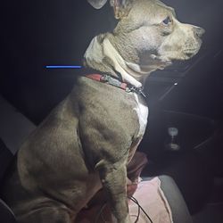 Benny and the Pets - Narla always up for a ride in the car just to see what is going on in the world