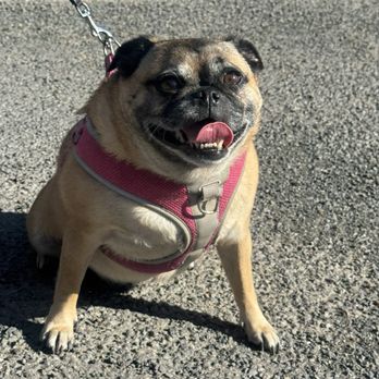 Julius & Co - Roxy - Pet Boarding Near Me - Sacramento, California