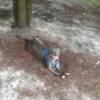 Wilford Dog Training Academy - Pit Bull Smile! - Pet Training Near Me - Mays Landing, New Jersey Wilford Dog Training Academy - Pit Bull Smile! - Pet Training Near Me - Mays Landing, New Jersey