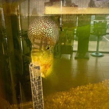 Hot Wok Express - Interesting fishy friend. - Chinese Near Me - Greeley, Colorado