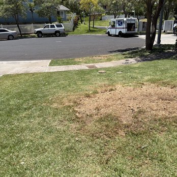 Arbor Craft - After! - Tree Services Near Me
