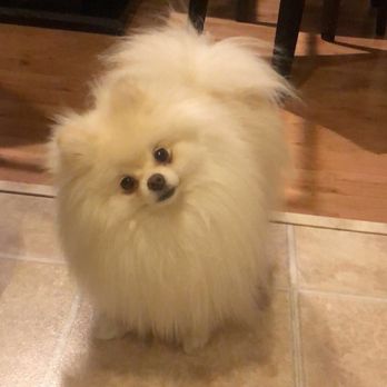 Young Style - Before - Pet Groomers Near Me - Bellevue, Washington