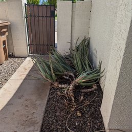 Aloe they "cleaned up". They had to come back to complete the job after I complained
