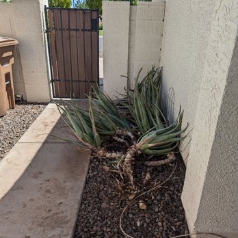 KO's Landscaping - Aloe they "cleaned up". They had to come back to complete the job after I complained - Landscaping Near Me - Glendale, Arizona