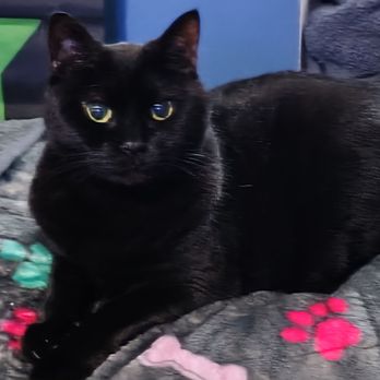 4 Legged Friends - This is Nee Nee, being treated for, Thyroid issues. Dr Quinones is her doctor, she is so caring and sweet - Veterinarians Near Me - Brooklyn, New York 4 Legged Friends - This is Nee Nee, being treated for, Thyroid issues. Dr Quinones is her doctor, she is so caring and sweet - Veterinarians Near Me - Brooklyn, New York