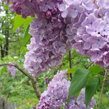 McLaughlin Garden and Homestead - Botanical Gardens Near Me - Paris, Maine