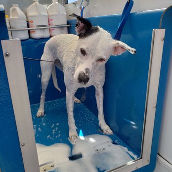 The Pooch Mobile - Pooch in bath - Pet Groomers Near Me