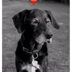 Hundewiese Alsterwiesen - R. I. P.