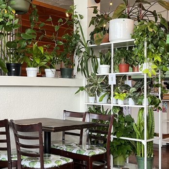 Lost Parrot Cafe - So many plants! (All for sale btw) - Breakfast & Brunch Near Me - South Pasadena, California Lost Parrot Cafe - So many plants! (All for sale btw) - Breakfast & Brunch Near Me - South Pasadena, California