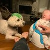 Woof Gang Bakery & Grooming New Braunfels gift card