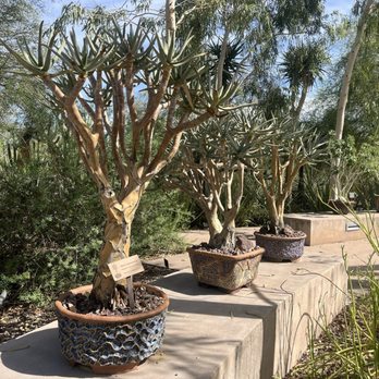 Desert Botanical Garden - Botanical Gardens Near Me - Phoenix, Arizona
