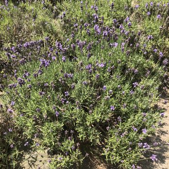 Cape Cod Lavender Farm - Lavender everywhere - Cosmetics & Beauty Supply Near Me - Harwich, Massachusetts