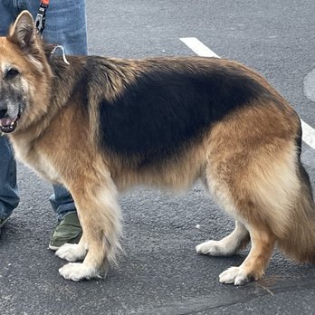 Lucky Puppy Grooming - After - Pet Groomers Near Me - Kennewick, Washington Lucky Puppy Grooming - After - Pet Groomers Near Me - Kennewick, Washington