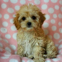 Cava chon non shed hypo allergenic loving make great therapy dogs devoted family companions