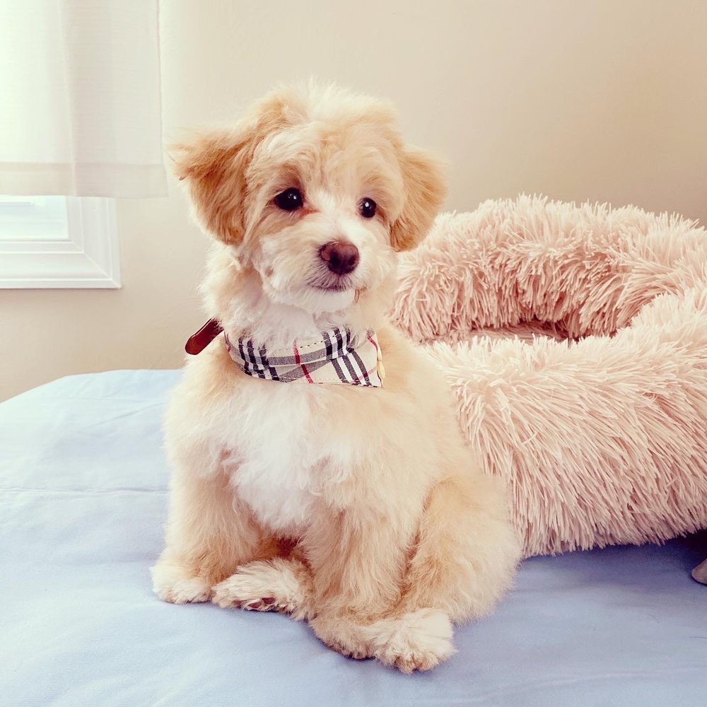 JO’S PET SPA Updated April 2024 26 Photos & 13 Reviews 1541 E