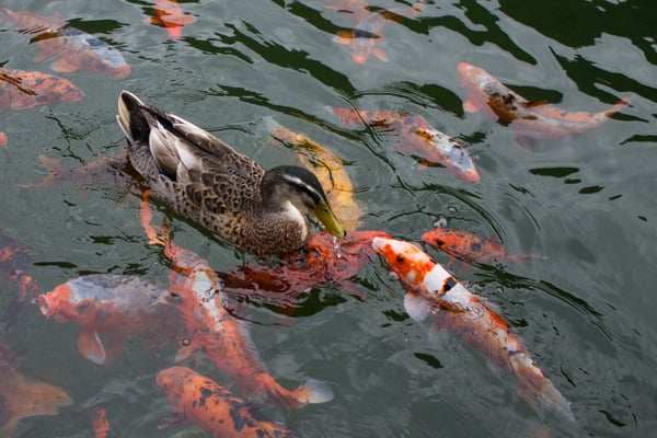 Trauttmansdorff Gärten by null