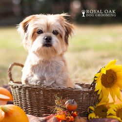 Royal Oak Dog Grooming