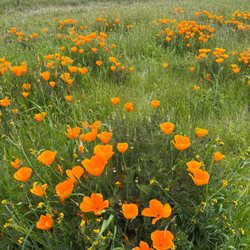 Holdener Park - Spring flowers