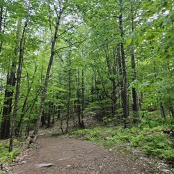 Vaughan Woods - Short 15 min walk, very easy and accessible
