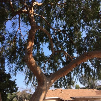 McMartin Tree Experts - Tree Services Near Me McMartin Tree Experts - Tree Services Near Me