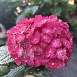 Down Home Garden Center & General Store - Hydrangea
