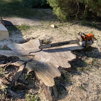 Monster Tree Service - Silver Maple - the stump compared to 36" saw - Tree Services Near Me Monster Tree Service - Silver Maple - the stump compared to 36" saw - Tree Services Near Me