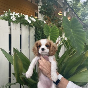 Fellows Cafe - Puppy Friendly Staff and Patio - Breakfast & Brunch Near Me - Roswell, Georgia