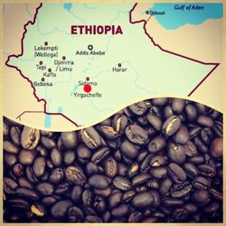 Inverness Coffee Roasting Company - Coffee of the Month April 2019. Ethiopia Sidamo: citrusy notes with a chocolaty base