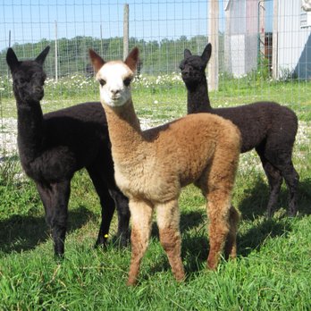 Kickin' Back Alpaca Ranch - Three curious crias - Farms Near Me - Markdale, Ontario