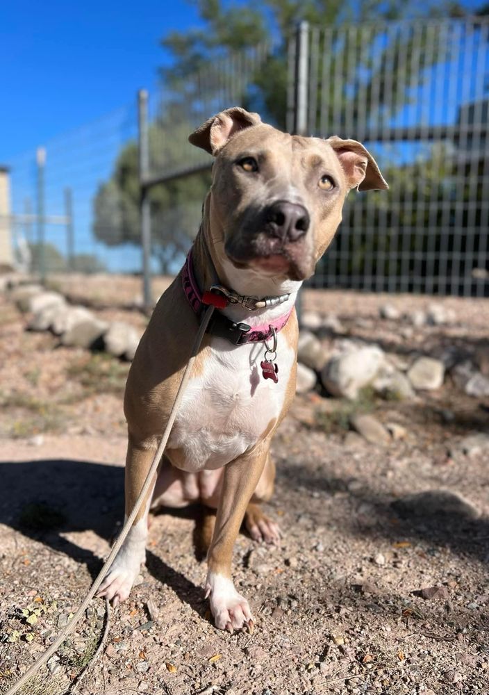 ELITE K9 TRAINING RANCH Updated October 2024 26 Photos Paulden