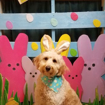 Pet Paradise New Orleans - Pet Groomers Near Me - Kenner, Louisiana