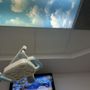 Robert E Placzek DDS, PC