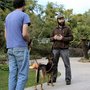 Photo of ARGOS Dog Training