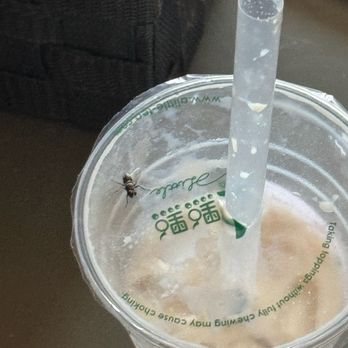 ALittle Tea - Fly that was spit out from my cousin's mouth when drinking her Oolong Milk Tea. - Bubble Tea Near Me - Rowland Heights, California