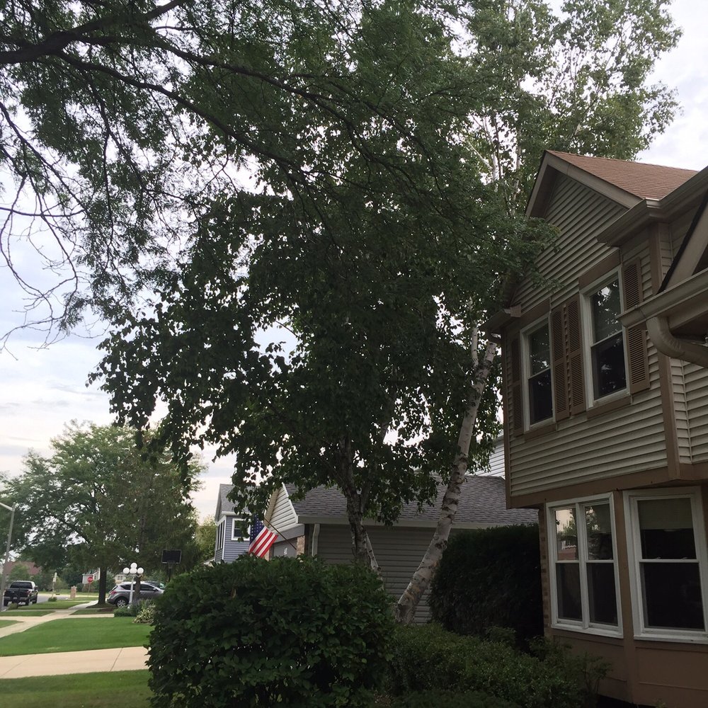 U S Tree Service - Birch tree before - Tree Services Near Me - Addison, Illinois U S Tree Service - Birch tree before - Tree Services Near Me - Addison, Illinois