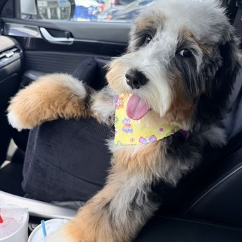 Bark Busters Boca Raton - lulu - Pet Training Near Me