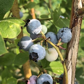 Driving Wind Farm - blueberries growing on a tree - Pick Your Own Farms Near Me - Indianapolis, Indiana