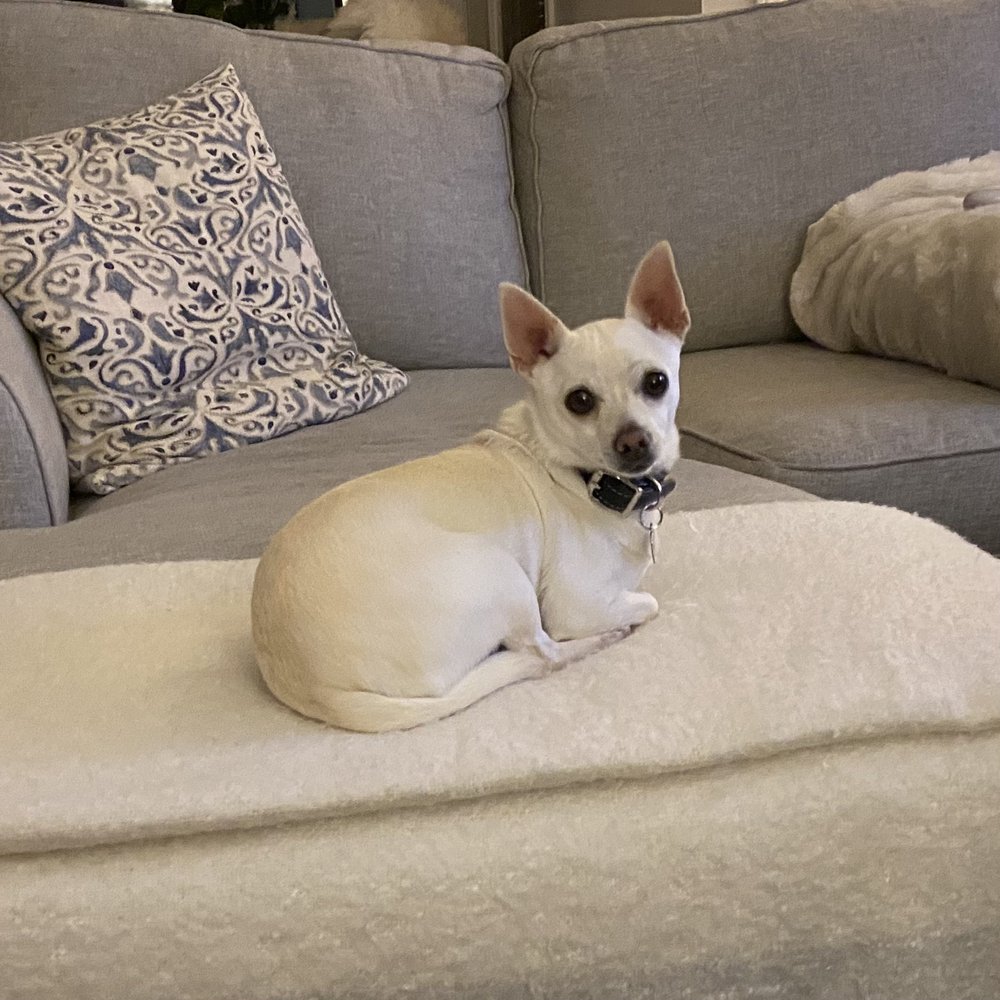 TOP 10 BEST Pet Boarding near Solana Beach, CA - Updated 2026 - Yelp