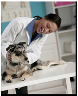 bearss animal hospital