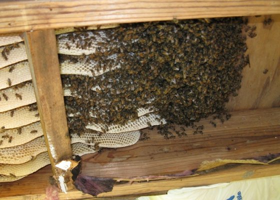 Animal Control Wildlife