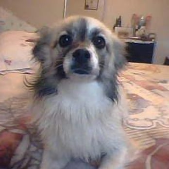 Haven Pet Center - Her name is tequila but responds as till a she's my best friend and I love her - Animal Shelters Near Me - San Jacinto, California Haven Pet Center - Her name is tequila but responds as till a she's my best friend and I love her - Animal Shelters Near Me - San Jacinto, California