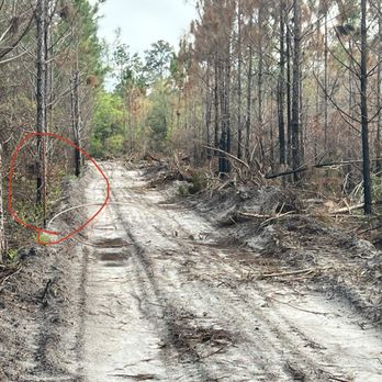Suwannee River Forestry - Tree Services Near Me - Lake City, Florida Suwannee River Forestry - Tree Services Near Me - Lake City, Florida