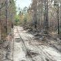 Photo of Suwannee River Forestry