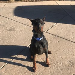 Crown Valley K9