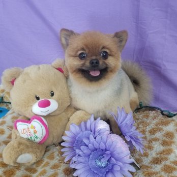Auntie Shellys Pet Grooming - Pet Groomers Near Me - Lafayette, Tennessee