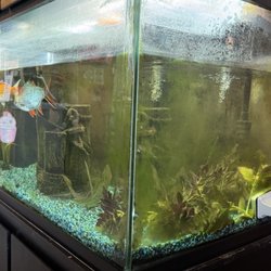 Amerikan Ni Sushi - Fish tank